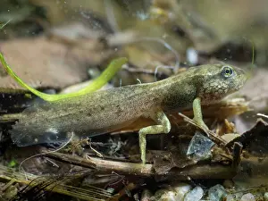 Tadpole: 80192605 Common Frog Tadpole - with front & rear