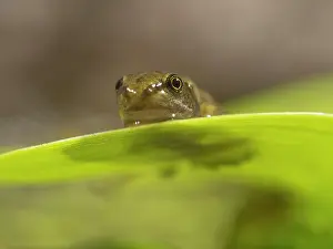 Newly: 80192606 Common Frog - newly emerged froglet on