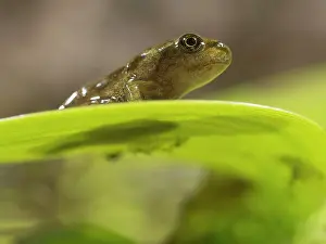 Newly: 80192607 Common Frog - newly emerged froglet on