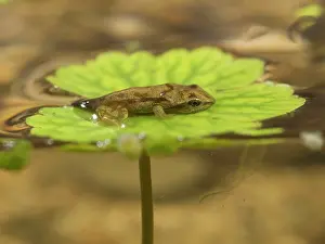 Newly: 80192608 Common Frog - newly emerged froglet on