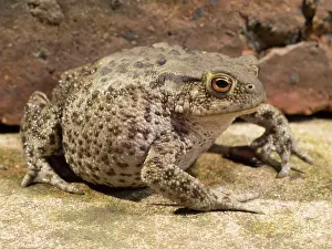 Bufo: 80192610 Common Toad - female UK Bufo bufo Steve