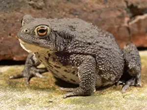 Bufo: 80192611 Common Toad - female UK Bufo bufo Steve