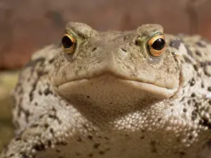 Bufo: 80192612 Common Toad - female UK Bufo bufo Steve