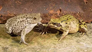 Left: 80192613 Common Toad (on left) with Common Frog