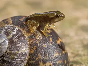 Froglet: 80192614 Common Frog - froglet sitting on Garden