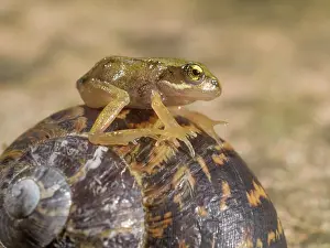 Froglet: 80192615 Common Frog - froglet sitting on Garden