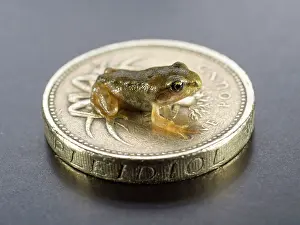 Froglet: 80192617 Common Frog - froglet sitting on UK one