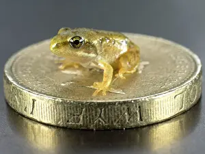 Froglet: 80192618 Common Frog - froglet sitting on UK one