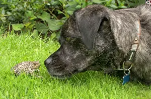 Russell: 80192619 Jug (Jack Russell / Pug crossbreed) - with