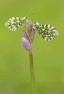 Bluebell: 80192621 Orange-Tip Butterflies - male and female