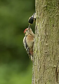Patch: 80192622 Great Spotted Woodpeckers - adult female