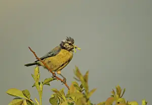 Ruffled: 80192623 Blue Tit - parent with caterpillar prey