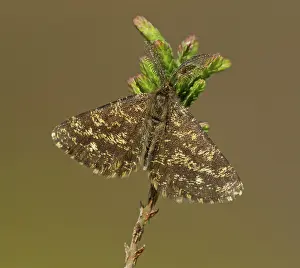 Feathery: 80192625 Common Heath Moth - male resting on heather