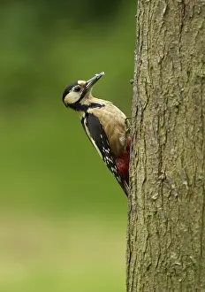 Vent: 80192627 Great Spotted Woodpecker - female on tree