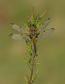 Sized: 80192629 Four-spotted Chaser - male resting on heather