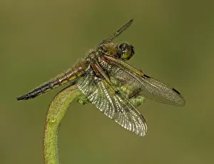 Sized: 80192630 Four-spotted Chaser - male resting on Bracken