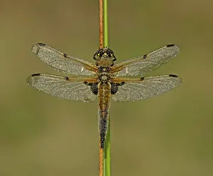 Sized: 80192631 Four-spotted Chaser - male resting on reed