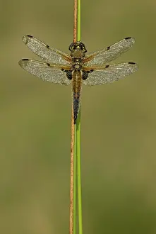 Sized: 80192632 Four-spotted Chaser - male resting on reed