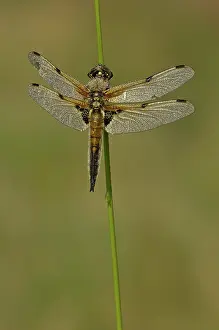 Sized: 80192633 Four-spotted Chaser - male resting on reed