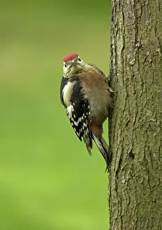 Patch: 80192634 Great Spotted Woodpecker - newly fledged