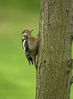 Patch: 80192635 Great Spotted Woodpecker - newly fledged