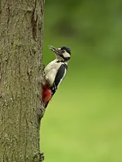 Patch: 80192636 Great Spotted Woodpecker - male showing