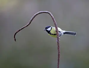 Cable: 80192637 Great Tit - adult male perched on old bent
