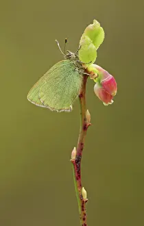 Bilberry: 80192638 Green Hairstreak Butterfly - resting on