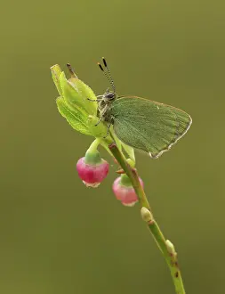Bilberry: 80192639 Green Hairstreak Butterfly - resting on