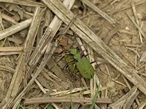 Patterned: 80192640 Green Tiger Beetles - mating on woodland