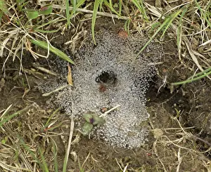 Level: 80192643 Labyrinth Spider - on funnel-web - May