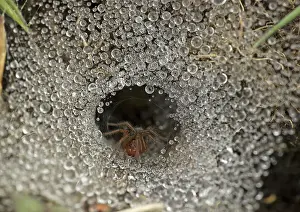 Level: 80192644 Labyrinth Spider - on funnel-web - May