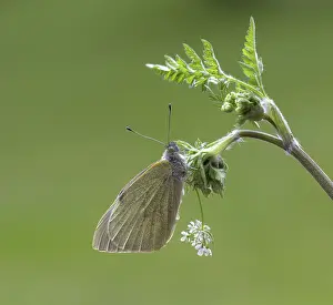 Visitor: 80192645 Large White Butterfly - resting on Cow
