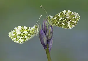 Bluebell: 80192646 Orange-Tip Butterflies - male and female