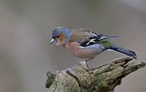 Fallen: 80192647 Chaffinch - male perched on fallen branch
