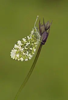 Bluebell: 80192648 Orange-Tip Butterfly - male resting on