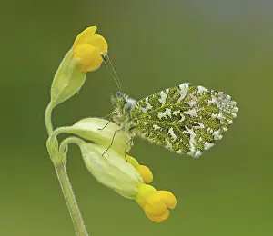 Visitor: 80192649 Orange-Tip Butterfly - male resting on