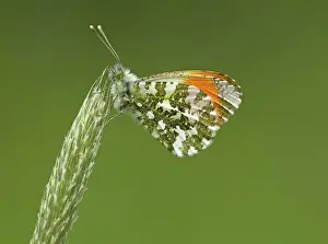 Widespread: 80192650 Orange-Tip Butterfly - male resting on