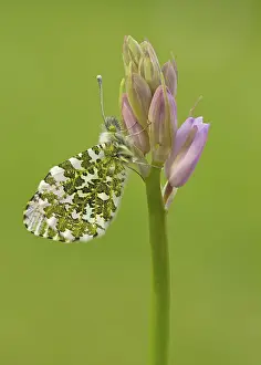 Bluebell: 80192651 Orange-Tip Butterfly - male - May Staffordshire