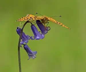 Patterned: 80192652 Pearl-Bordered Fritillary - resting on