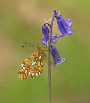Patterned: 80192653 Pearl-Bordered Fritillary - resting on