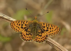 Patterned: 80192654 Pearl-Bordered Fritillary - resting on