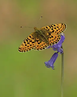 Patterned: 80192655 Pearl-Bordered Fritillary - resting on