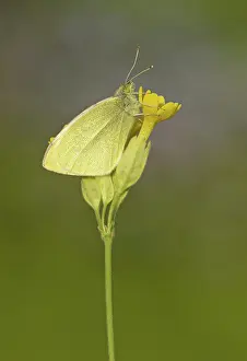 Visitor: 80192656 Small White Butterfly - resting on Cowslip