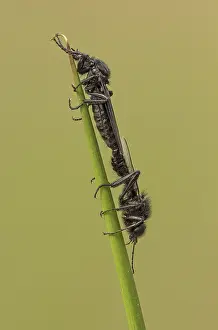 Heathland: 80192657 St Mark's Flies - pair mating on reed stem