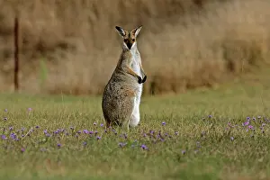 Wallaby: 80192856 Red-necked / Bennett's Wallaby Yarraman