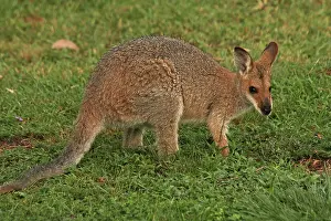 Wallaby: 80192857 Red-necked / Bennett's Wallaby Yarraman