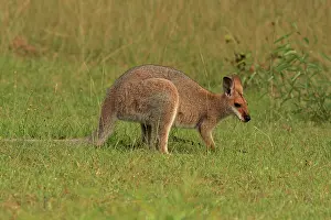 Wallaby: 80192858 Red-necked / Bennett's Wallaby Yarraman
