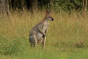 Wallaby: 80192859 Red-necked / Bennett's Wallaby Yarraman