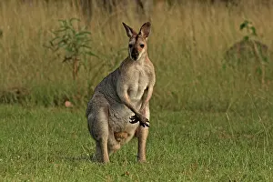 Wallaby: 80192860 Red-necked / Bennett's Wallaby Yarraman